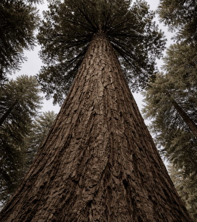 The Reality -Redwood (3) (1)